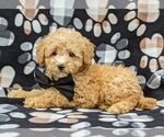 Small Photo #8 Poodle (Toy) Puppy For Sale in KINZERS, PA, USA