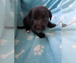 Small #11 Belgian Malinois Mix