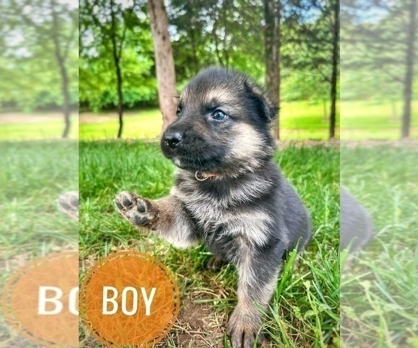 Medium Photo #3 German Shepherd Dog Puppy For Sale in CHARLESTOWN, IN, USA