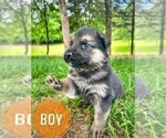 Small #2 German Shepherd Dog