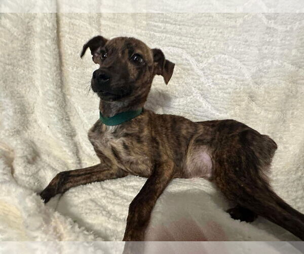 Medium Photo #4 Chihuahua-Feist Terrier Mix Puppy For Sale in Westwood, NJ, USA