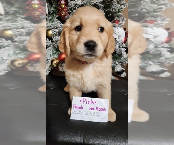 Medium Photo #1 Golden Labrador-Golden Retriever Mix Puppy For Sale in BASTROP, TX, USA