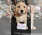 Small Photo #1 Golden Labrador-Golden Retriever Mix Puppy For Sale in BASTROP, TX, USA