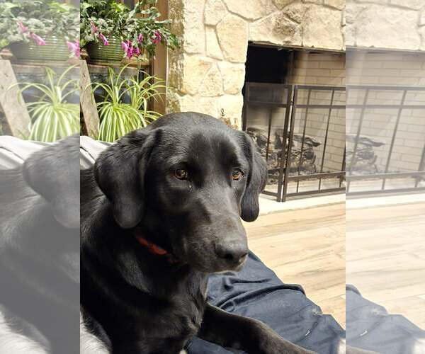 Medium Photo #2 Labrador Retriever-Unknown Mix Puppy For Sale in Castle Rock, CO, USA