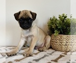 Small #5 Pug