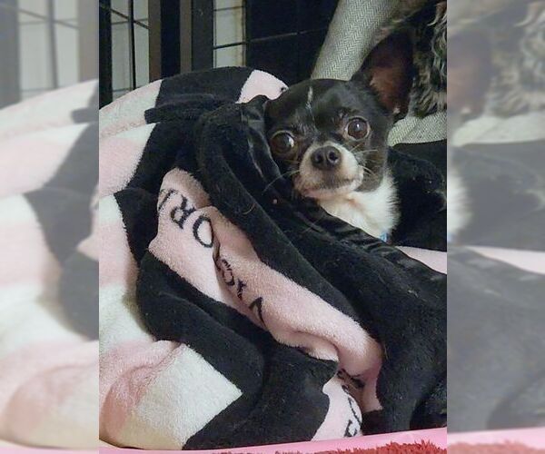 Medium Photo #3 Chihuahua Puppy For Sale in Tustin, CA, USA