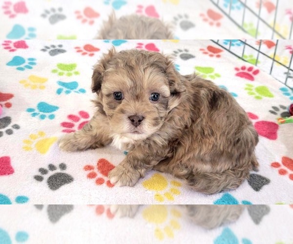 Medium Photo #5 ShihPoo Puppy For Sale in ORO VALLEY, AZ, USA