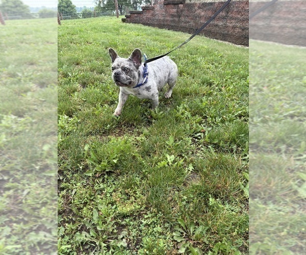 Medium Photo #1 French Bulldog Puppy For Sale in MIDDLEBURY, IN, USA