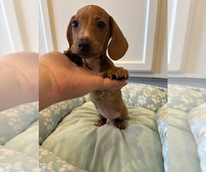 Dachshund Puppy for sale in LITTLEROCK, CA, USA