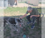 Small #2 Mutt
