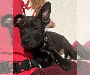 Mutt Dogs for adoption in Sanford, FL, USA