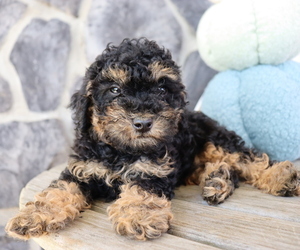 Poodle (Miniature) Puppy for Sale in HONEY BROOK, Pennsylvania USA