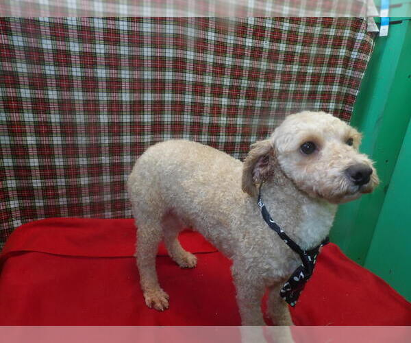 Medium Photo #4 Bichpoo Puppy For Sale in PATERSON, NJ, USA