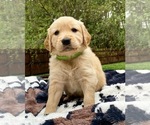 Small Photo #2 Golden Retriever Puppy For Sale in BUTNER, NC, USA