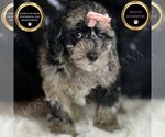 Puppy Star F1BB Goldendoodle (Miniature)