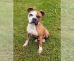 Small #2 Boxer