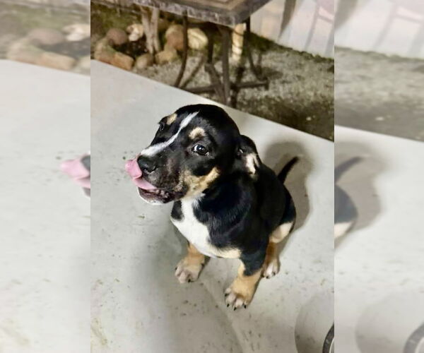 Medium Photo #3 Australian Kelpie-Labrador Retriever Mix Puppy For Sale in San Diego, CA, USA