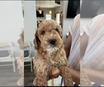 Puppy Plugger Cock-A-Poo