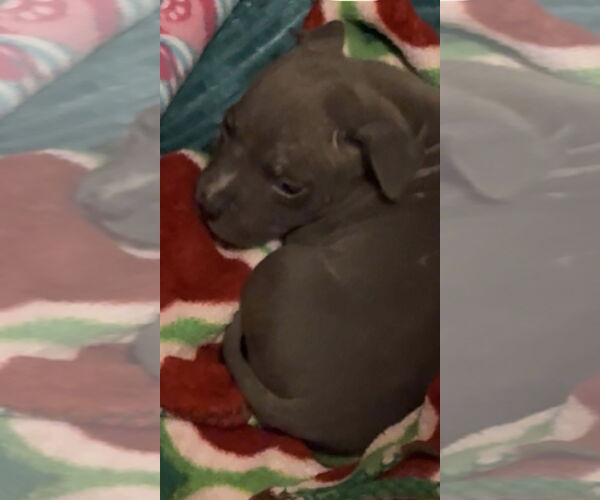 Medium Photo #2 Mutt Puppy For Sale in Clarkston, MI, USA