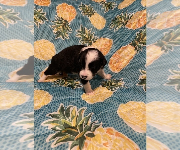 Medium Photo #13 Border Collie Puppy For Sale in AIKEN, SC, USA
