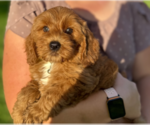 Puppy Puppy 2 Boomer Australian Labradoodle