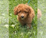 Small #1 Poodle (Miniature)