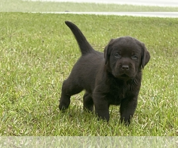 View Ad Labrador Retriever Litter of Puppies for Sale near North