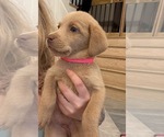Puppy Puppy 5 Labrador Retriever