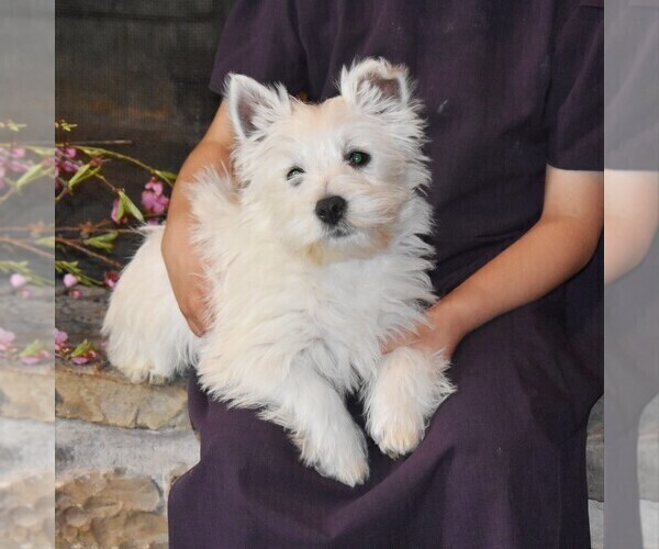 Medium Photo #2 West Highland White Terrier Puppy For Sale in ROMNEY, WV, USA