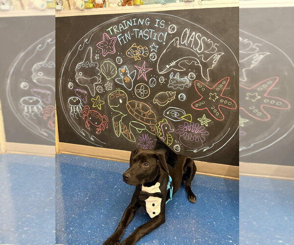 Medium Photo #4 Mutt Puppy For Sale in Candler, NC, USA