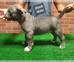 Small Photo #10 American Bully Puppy For Sale in ROCKVILLE, MD, USA