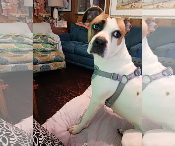 Medium Photo #1 Labbe Puppy For Sale in Monkton, MD, USA