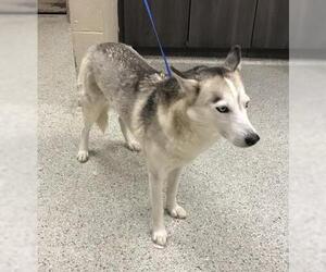 Siberian Husky Dogs for adoption in Conroe, TX, USA