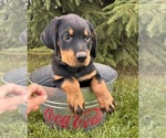 Small #3 Rottweiler