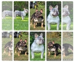 Small Photo #1 French Bulldog Puppy For Sale in CORBIN, KY, USA