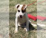 Small Labrador Retriever Mix