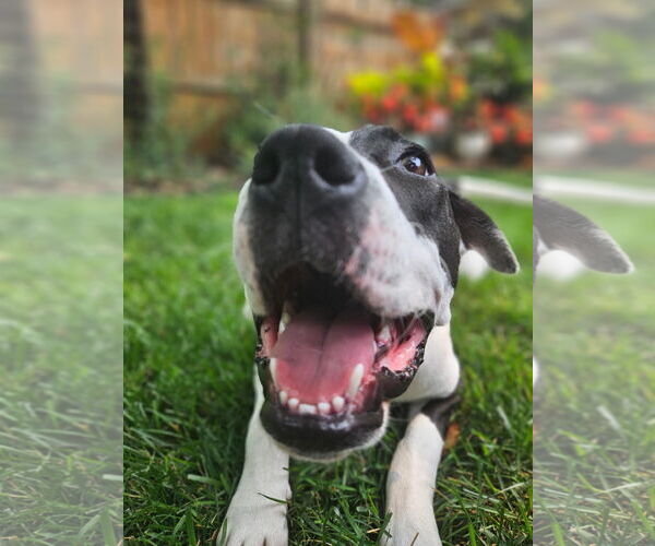 Medium Photo #24 American Pit Bull Terrier Puppy For Sale in Germantown, OH, USA