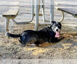 THUNDA - Male Labrador Retriever-Unknown Mix Dog for Adoption - Small photo