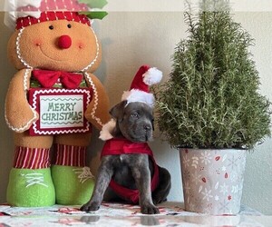 Cane Corso Puppy for sale in HARVEY, LA, USA