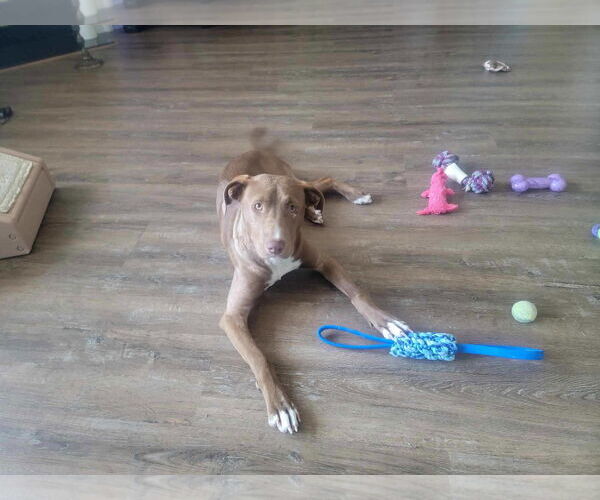 Medium Photo #12 Mutt Puppy For Sale in Holly Springs, NC, USA