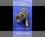 Small Photo #3 Bloodhound Puppy For Sale in CARLISLE, KY, USA