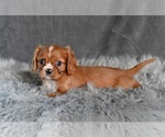 Small #1 Cavalier King Charles Spaniel