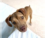 Small #3 Labrador Retriever Mix