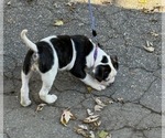 Small #4 American Bulldog