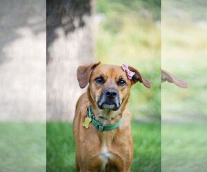 Rae - Female Labrador Retriever-Unknown Mix Dog for Adoption - Photo #21