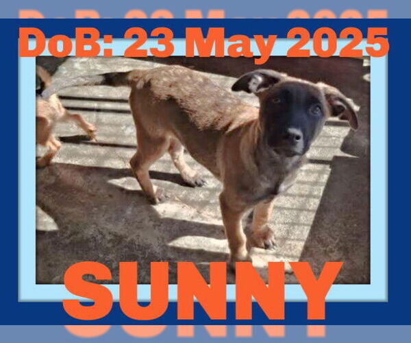 Medium Photo #22 German Shepherd Dog-Unknown Mix Puppy For Sale in Sebec, ME, USA