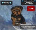Image preview for Ad Listing. Nickname: Timothy