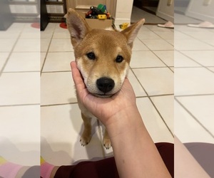 Shiba Inu Puppy for sale in SUGAR LAND, TX, USA