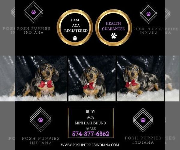 Medium Photo #2 Dachshund Puppy For Sale in WARSAW, IN, USA