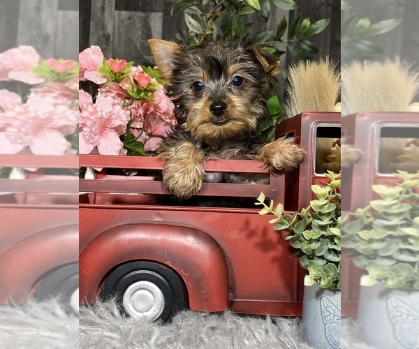 Medium Photo #1 Yorkshire Terrier Puppy For Sale in CANOGA, NY, USA